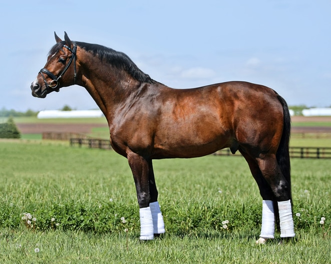 Holsteiner stallion